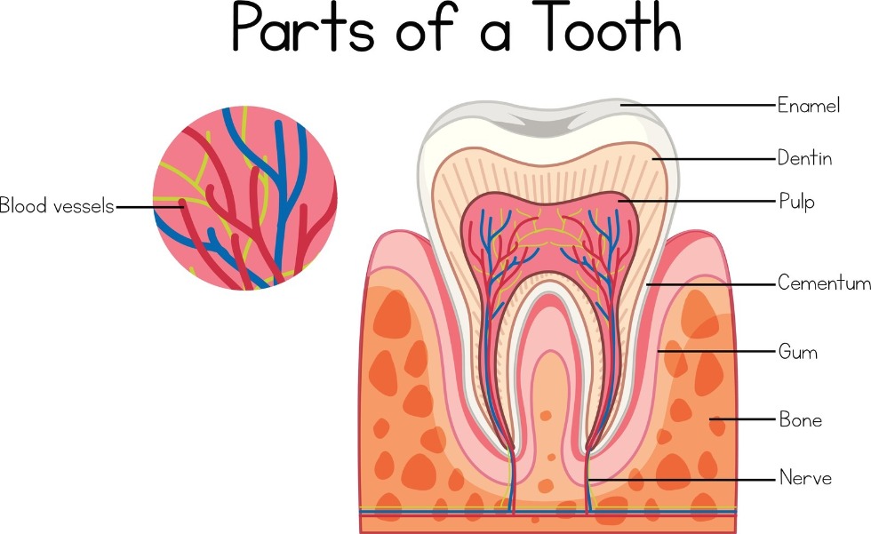 how-to-know-if-your-tooth-is-infected